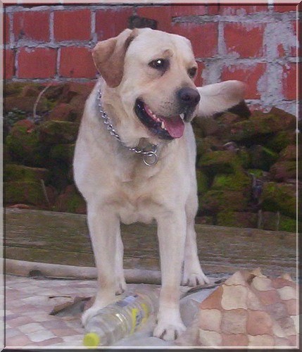 Labradori - foto