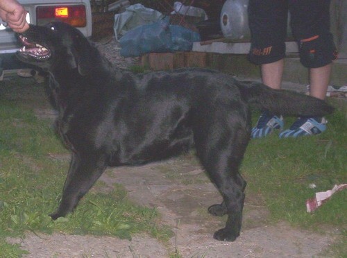 Labradori - foto