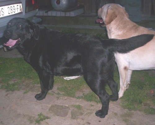 Labradori - foto