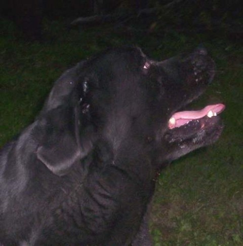 Labradori - foto