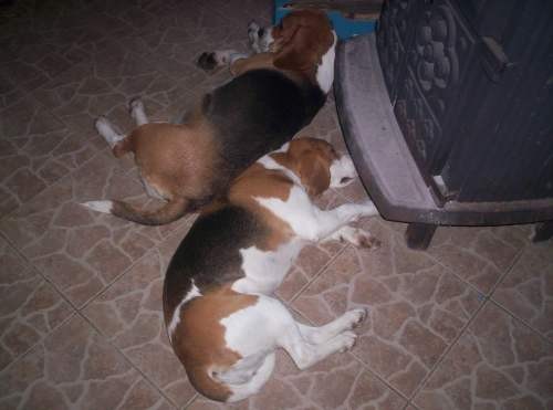 Beagle2 - foto