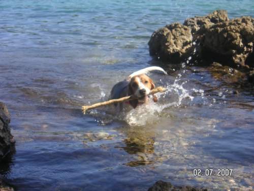 Beagle2 - foto