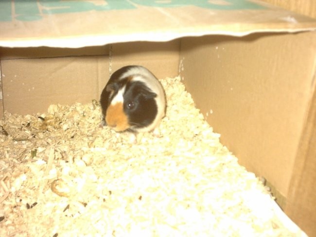 Mufi