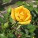 rumena vrtnica
