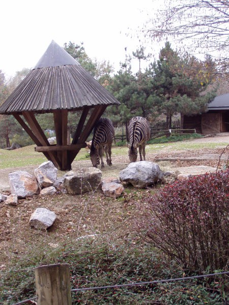 Aska, Ben in Sany v ZOOju - foto