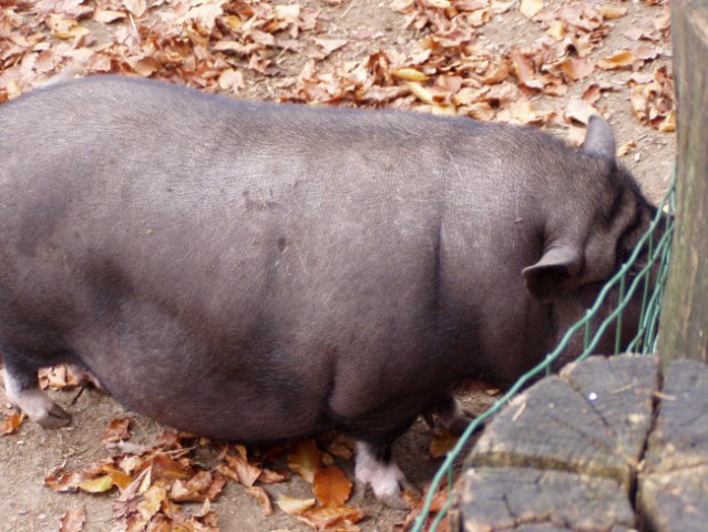 Aska, Ben in Sany v ZOOju - foto