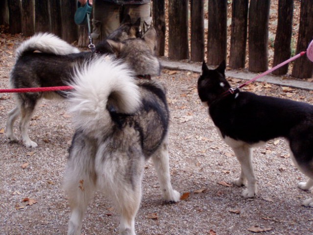 Aska, Ben in Sany v ZOOju - foto