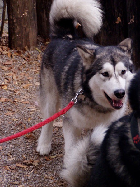 Aska, Ben in Sany v ZOOju - foto