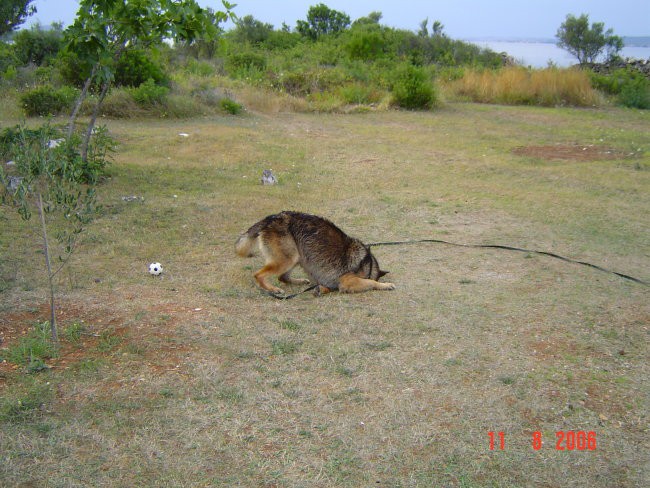 Pašman 2006 - foto povečava