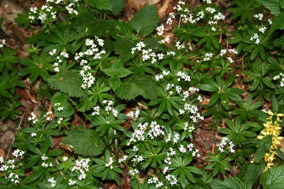 Madžarska 1.in 2.maj 2007 - foto povečava