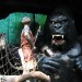 King Kong-Tunga