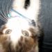 Pufi