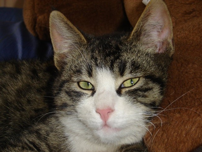 Muck - foto povečava