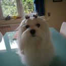Lily