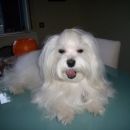 Lily