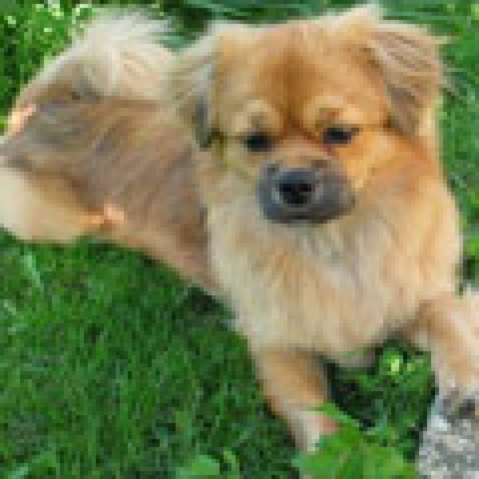 Benito 2 - foto povečava