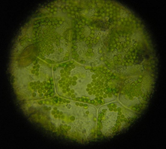 Mikrobiologija - foto