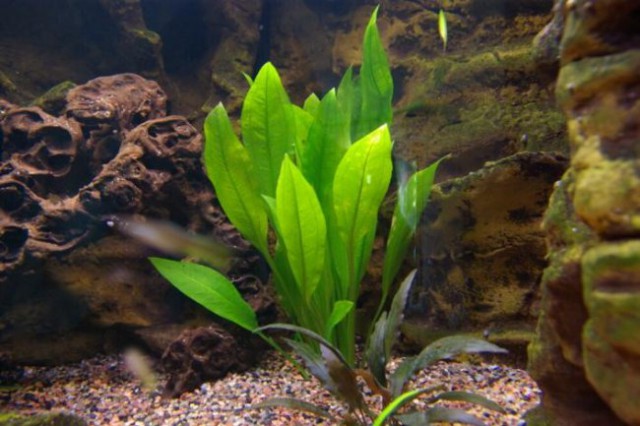 Akvarij - foto