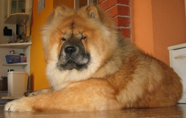 Chowchow LENA