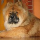 Chowchow LENA