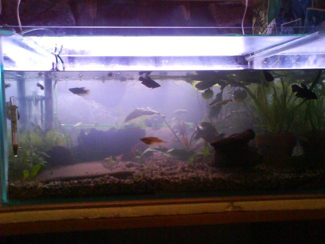 A - 1 - foto povečava