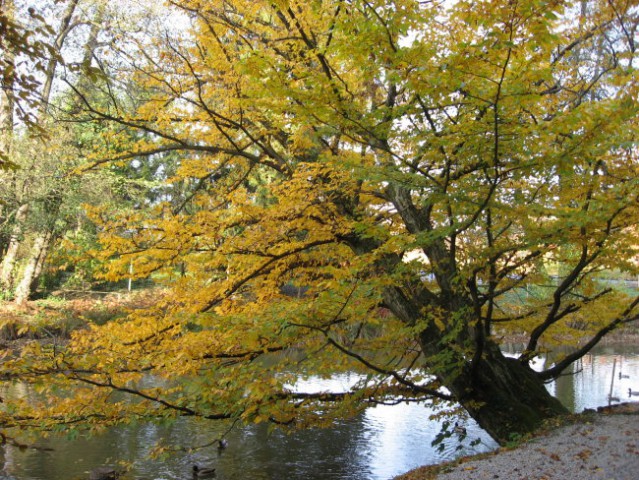 Arboretum