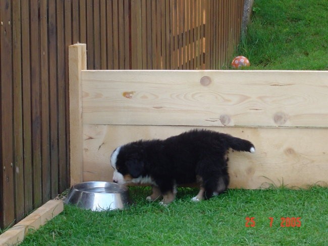 LARS - foto povečava