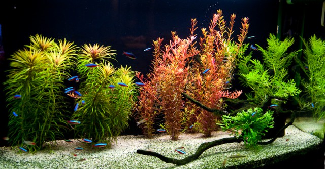 Akvarij 2008 - foto