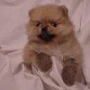 Vrhunski štenci -Lover Boy Fancy´s poms x Daisy Fly Fancy´s poms (100% Lenette linija)