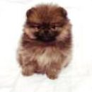 Vrhunski štenci- CH Ephriam of Lenette x Felicia Fancy´s poms