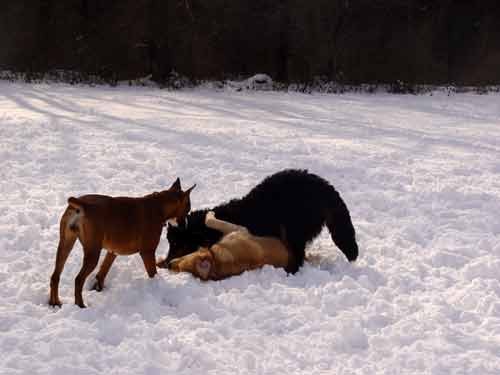 Zajcja Dobrava - 26.2.2005 - foto povečava