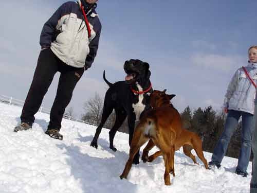 Zajcja Dobrava - 26.2.2005 - foto povečava