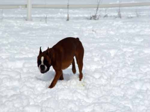 Zajcja Dobrava - 26.2.2005 - foto povečava