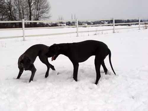 Zajcja Dobrava - 26.2.2005 - foto povečava