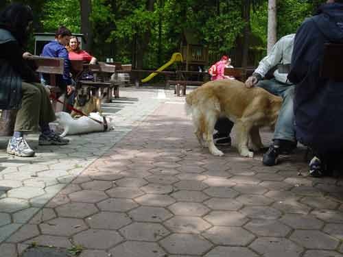 Zajcja Dobrava - 14.5.2005 - foto povečava