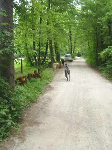 Zajcja Dobrava - 18.6.2005 - foto povečava