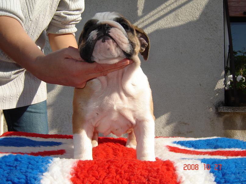 Mali bulldogi - foto povečava