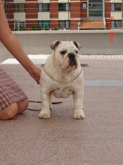 Mali bulldogi - foto