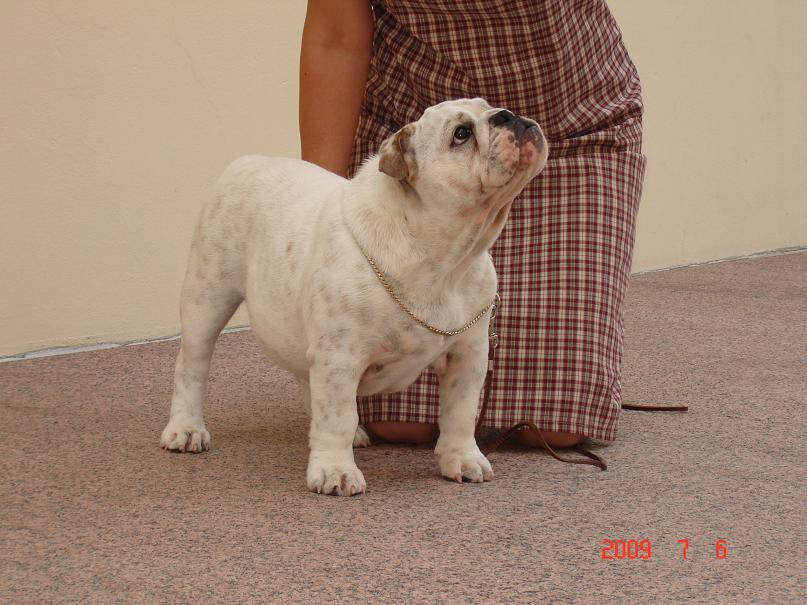 Mali bulldogi - foto povečava