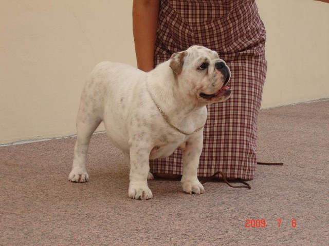 Mali bulldogi - foto