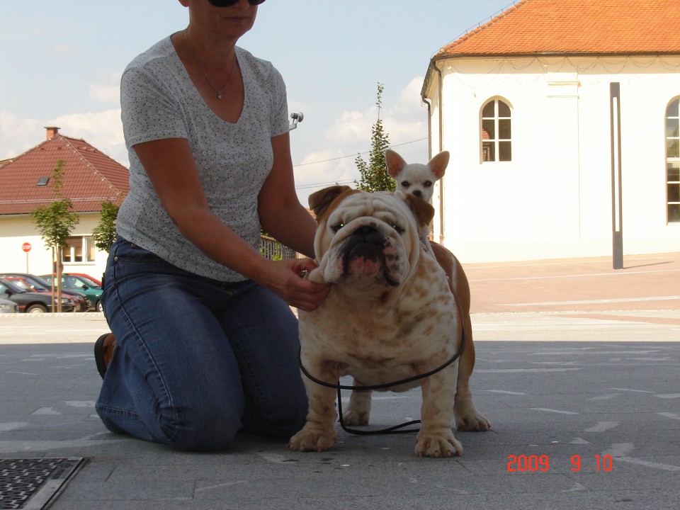 Mali bulldogi - foto povečava