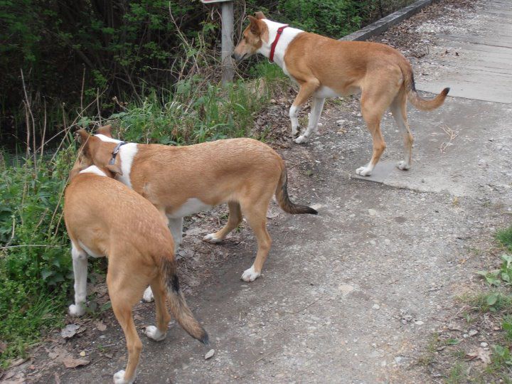 Indi&Rdečko - foto povečava