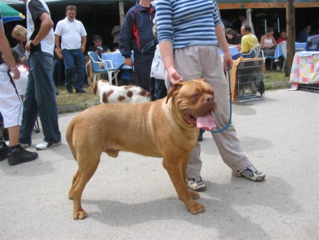 Šampionat BIH - foto