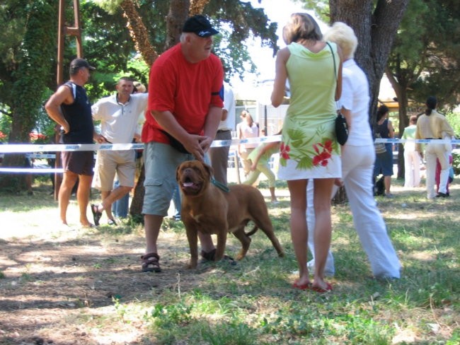 CAC, CACIB v SCG 25-26-06 - foto povečava