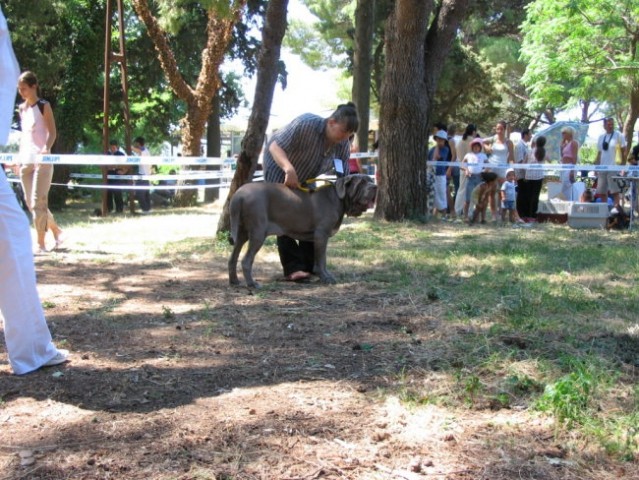 CAC, CACIB v SCG 25-26-06 - foto