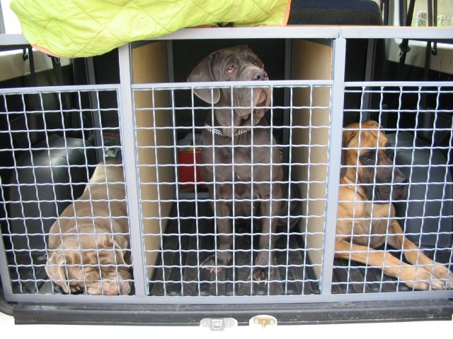 Zoya, Betty Blue in Zoro testirajo pasje rezidence.