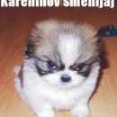 Karenin iz Neznosne lahkosti bivanja