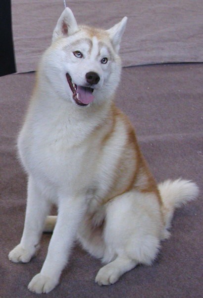 Tara - foto