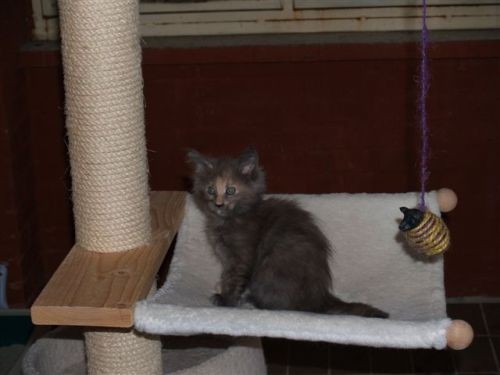 Huna - foto povečava