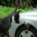 Ciper in njegova mačka Šiva, ki se je skrila pod kolo Lukovega avta